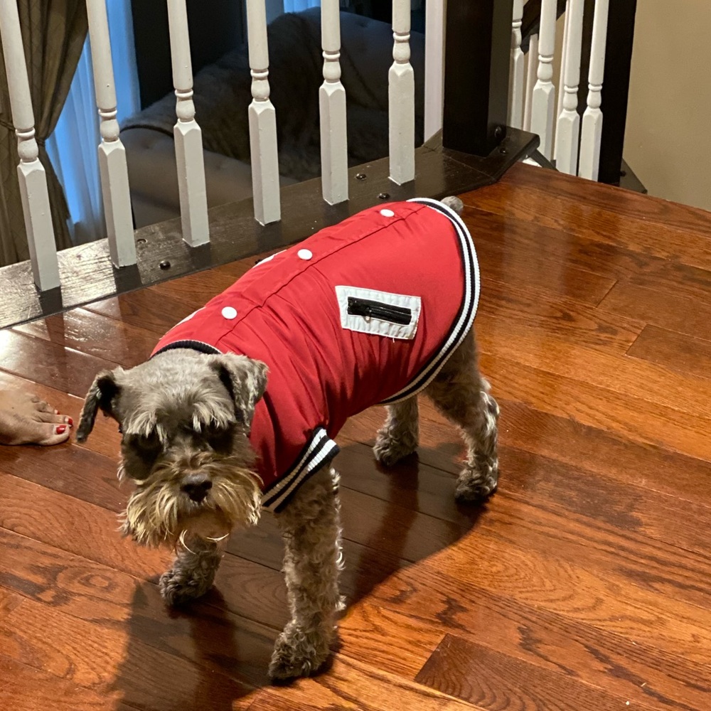 Dog Varsity Jacket - Picture 11 of 13